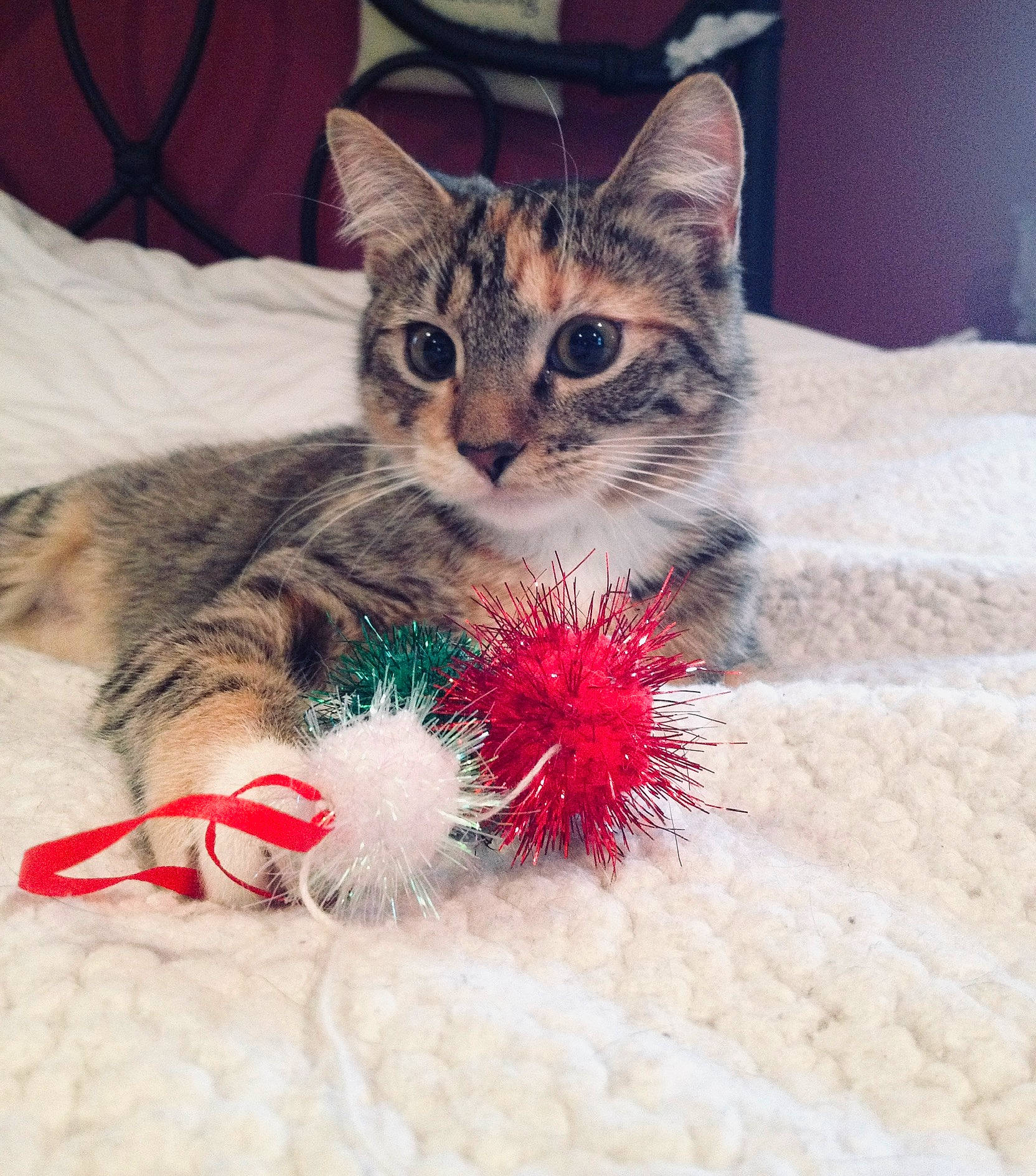 Braveheart is registered to the contest to win money with this photo: american_shorthair, american_wirehair, asian, carnivore, cat, christmas, claw, domestic_short_haired_cat, european_shorthair, fawn, felidae, fur, kitten, mammal, paw, pixie_bob, small_to_medium_sized_cats, tabby_cat, tree, whiskers