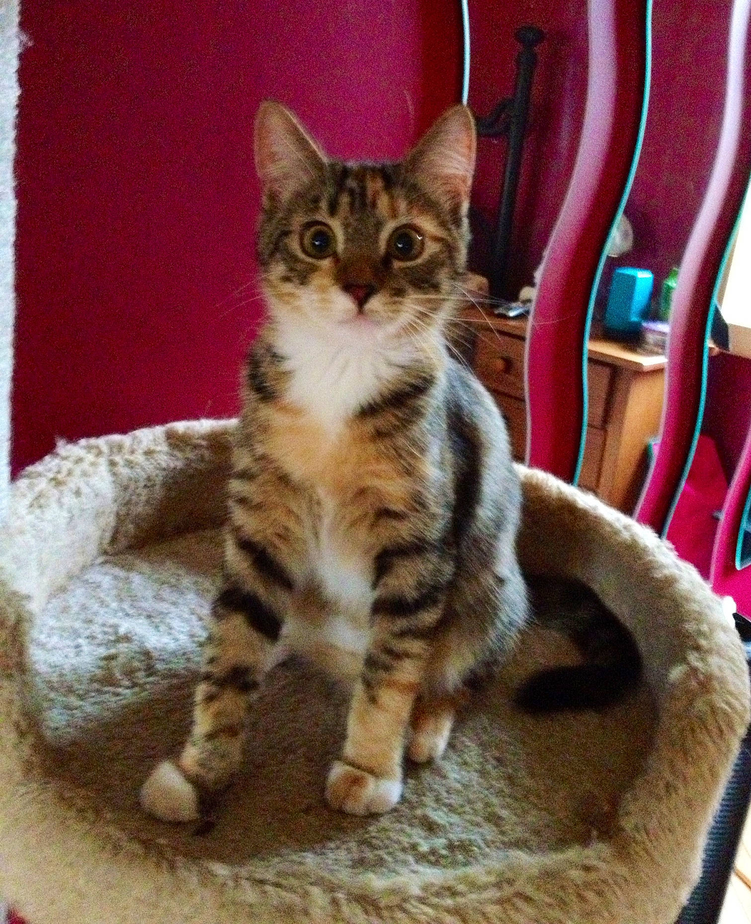 Braveheart is registered to the contest to win money with this photo: aegean_cat, american_shorthair, american_wirehair, arabian_mau, asian, australian_mist, bengal, carnivore, cat, domestic_short_haired_cat, dragon_li, european_shorthair, felidae, kitten, mammal, small_to_medium_sized_cats, sokoke, tabby_cat, vertebrate, whiskers