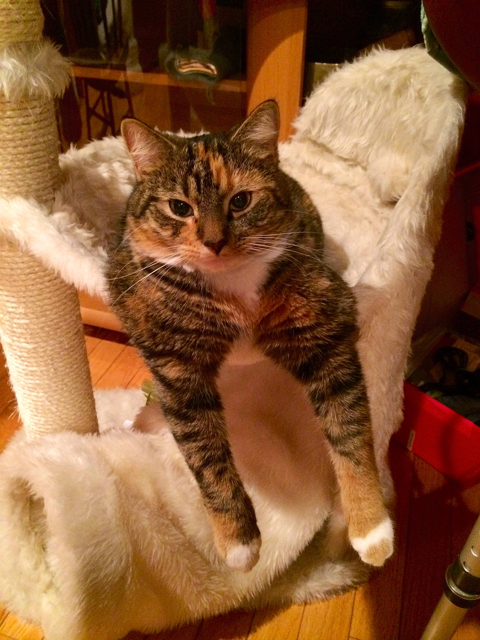 Braveheart joined the competition — help win amazing prizes! aegean_cat, american_shorthair, american_wirehair, asian, california_spangled, carnivore, cat, domestic_short_haired_cat, dragon_li, european_shorthair, felidae, fur, kitten, mammal, pixie_bob, small_to_medium_sized_cats, sokoke, tabby_cat, vertebrate, whiskers