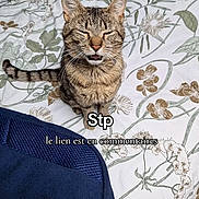 Louchi a rejoint le concours — aidez-le/la à gagner de superbes lots ! cat, tabby, bed, bedding, floral_pattern, indoor, pet, animal, feline, sitting, eyes_closed, mouth_open, cute, funny_face, text_overlay, pillow, striped, domestic_cat, resting, close_up