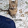 cat, tabby, bed, bedding, floral_pattern, indoor, pet, animal, feline, sitting, eyes_closed, mouth_open, cute, funny_face, text_overlay, pillow, striped, domestic_cat, resting, close_up