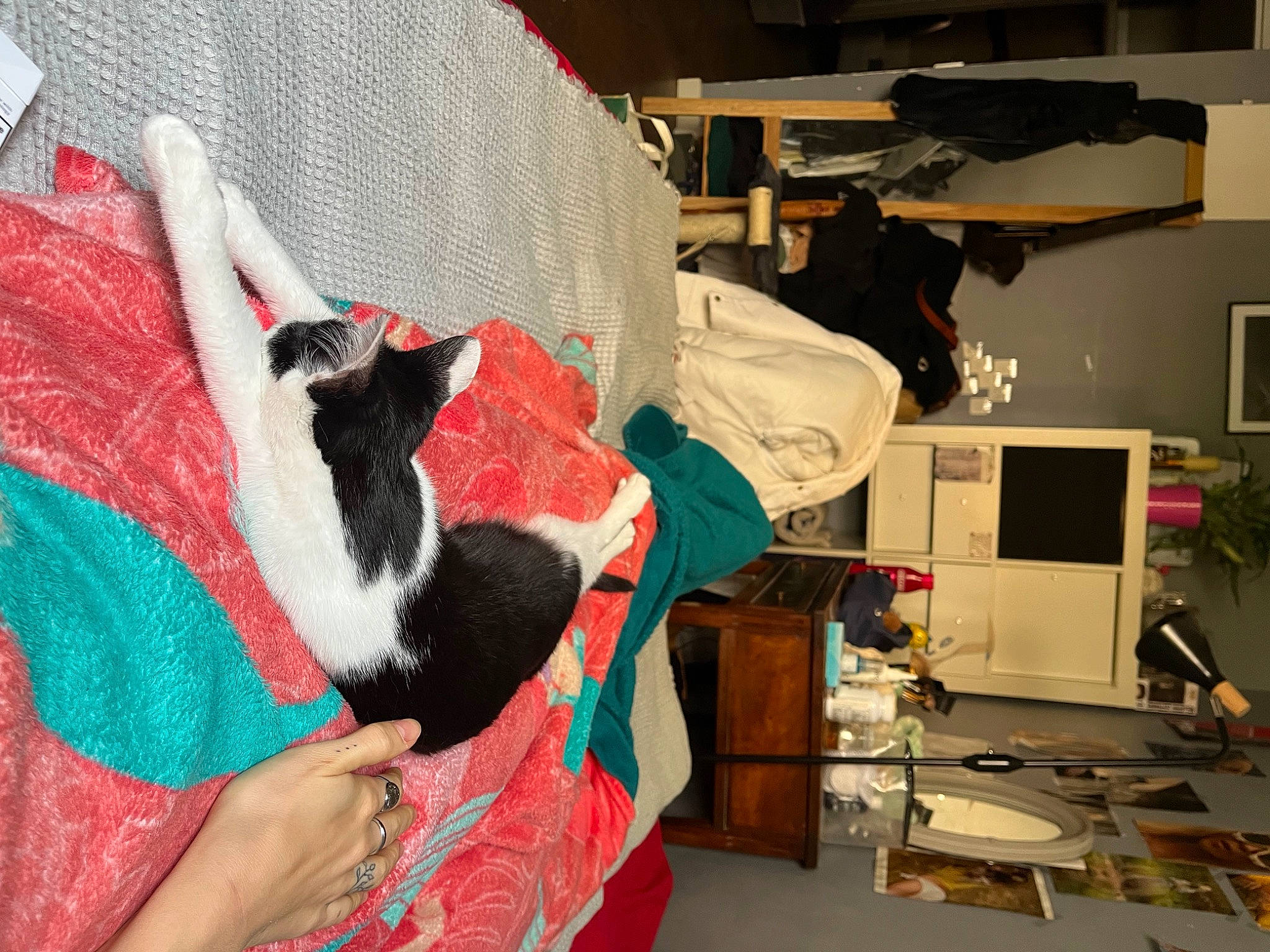 Thalia participe au concours pour gagner de l'argent avec cette photo : carmine, carnivore, cat, comfort, computer_monitor, desk, domestic_short_haired_cat, felidae, flooring, fur, home_appliance, lap, linens, pattern, room, small_to_medium_sized_cats, television, whiskers, wool, woolen