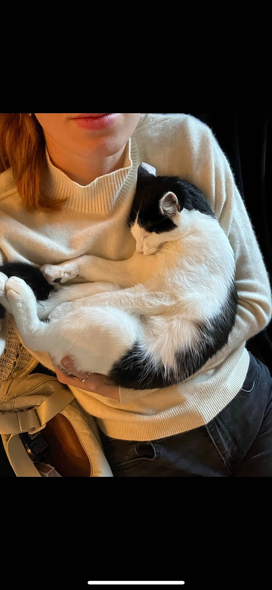 Thalia participe au concours pour gagner de l'argent avec cette photo : abdomen, balinese, birman, canidae, carnivore, cat, comfort, companion_dog, dog_breed, fawn, felidae, fur, siamese, sitting, small_to_medium_sized_cats, snout, sporting_group, tail, thai, whiskers