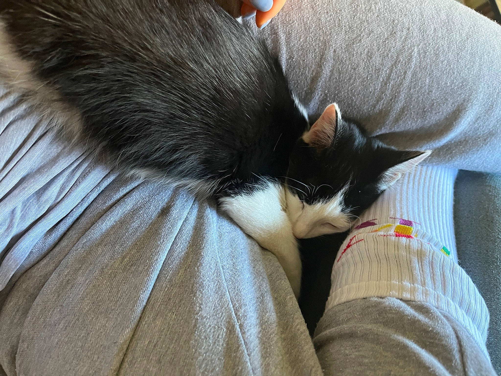 Thalia participe au concours pour gagner de l'argent avec cette photo : black_cat, carnivore, cat, claw, comfort, domestic_short_haired_cat, ear, elbow, felidae, foot, fur, human_leg, lap, nap, paw, sitting, small_to_medium_sized_cats, snout, tail, whiskers