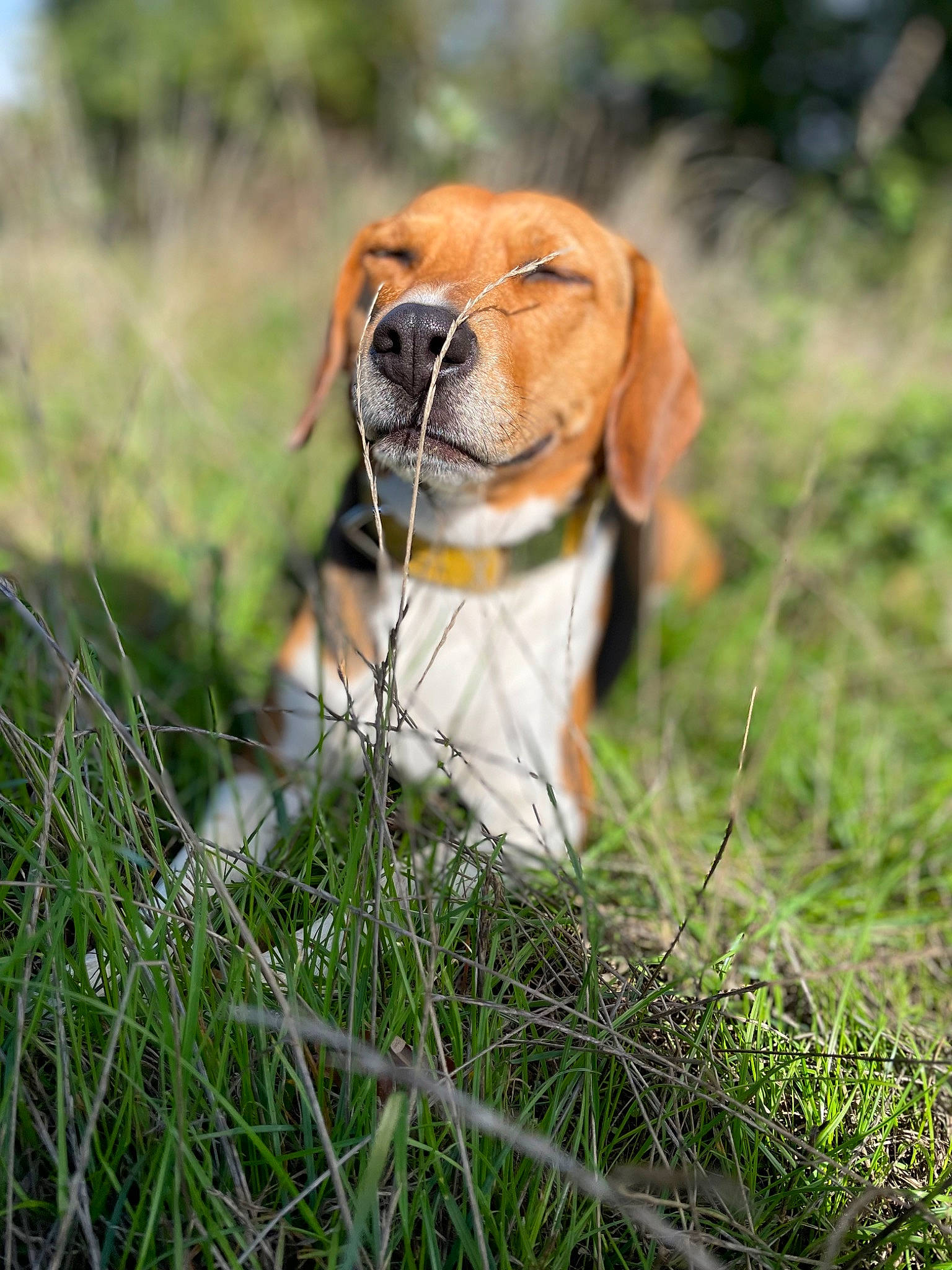 Lalie a rejoint le concours — aidez-le/la à gagner de superbes lots ! canidae, collar, companion_dog, dog, dog_breed, fawn, fur, grass, grassland, head, liver, livestock, natural_landscape, pasture, plant, snout, sporting_group, terrestrial_animal, whiskers, wire_fencing