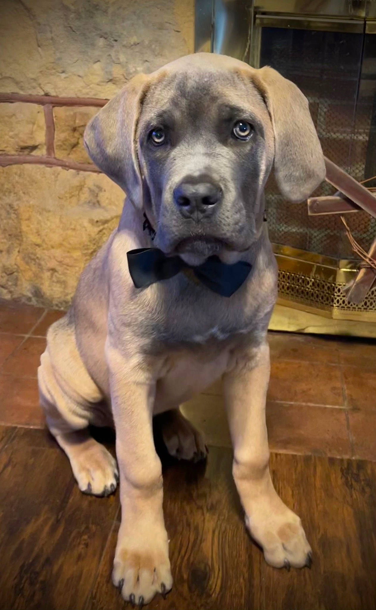 Hank joined the competition — help win amazing prizes! carnivore, collar, companion_dog, dog, dog_breed, dog_collar, fawn, fur, gun_dog, hardwood, hunting_dog, liver, snout, sporting_group, terrestrial_animal, whiskers, wood, working_animal