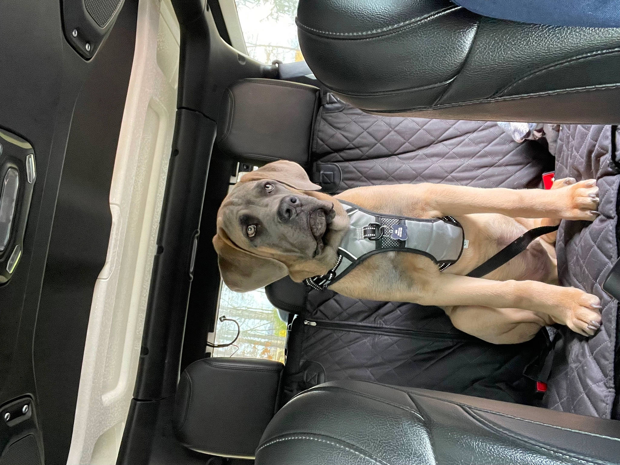 Hank joined the competition — help win amazing prizes! auto_part, automotive_design, automotive_exterior, automotive_tire, automotive_wheel_system, car, car_seat, car_seat_cover, comfort, head_restraint, human_leg, mode_of_transport, motor_vehicle, personal_luxury_car, seat_belt, steering_part, steering_wheel, thigh, vehicle, vehicle_door