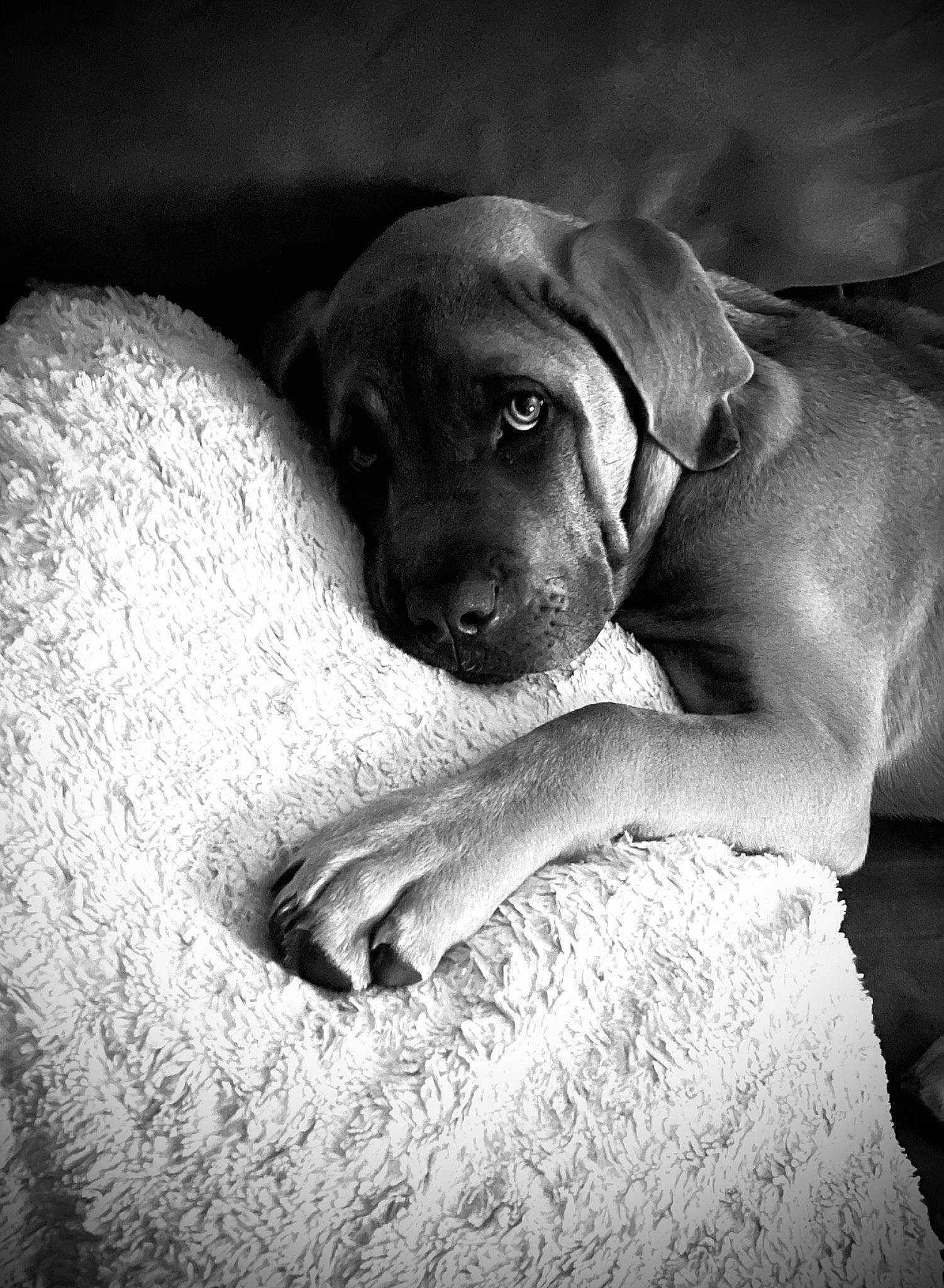 Hank joined the competition — help win amazing prizes! black_and_white, bored, carnivore, comfort, companion_dog, darkness, dog, dog_breed, ear, fawn, flash_photography, gesture, monochrome, monochrome_photography, snout, sporting_group, style, whiskers, working_animal, wrinkle