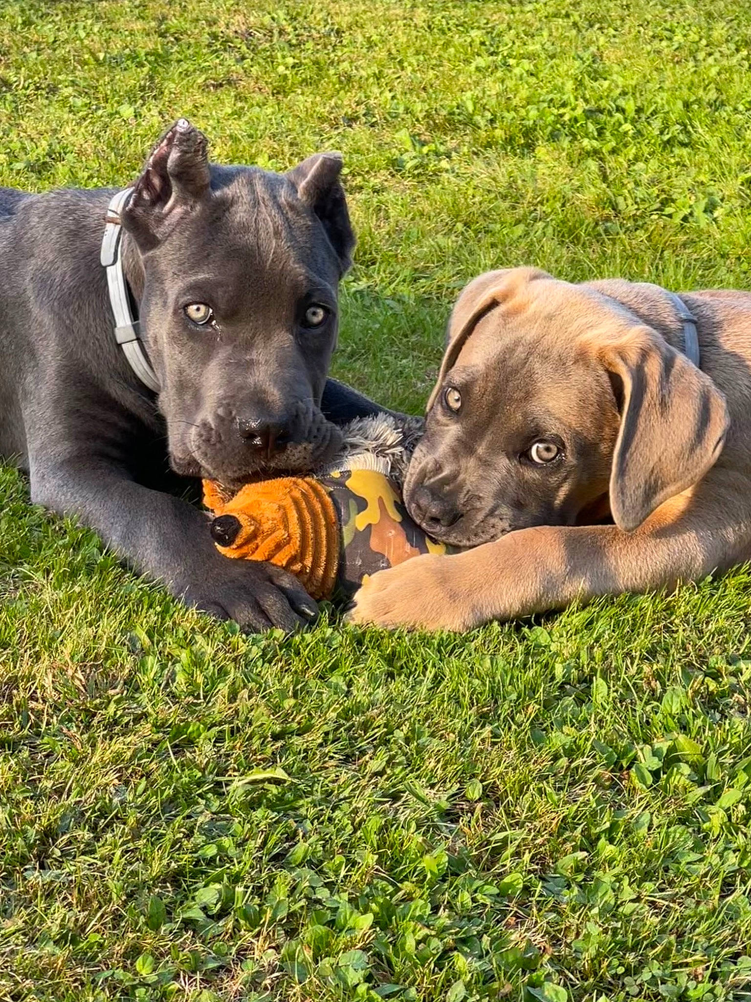 Khan And Hank is registered to the contest to win money with this photo: canidae, carnivore, collar, companion_dog, dog, dog_breed, dog_collar, dog_supply, fawn, grass, grassland, guard_dog, liver, non_sporting_group, plant, snout, sporting_group, terrestrial_animal, working_animal, working_dog