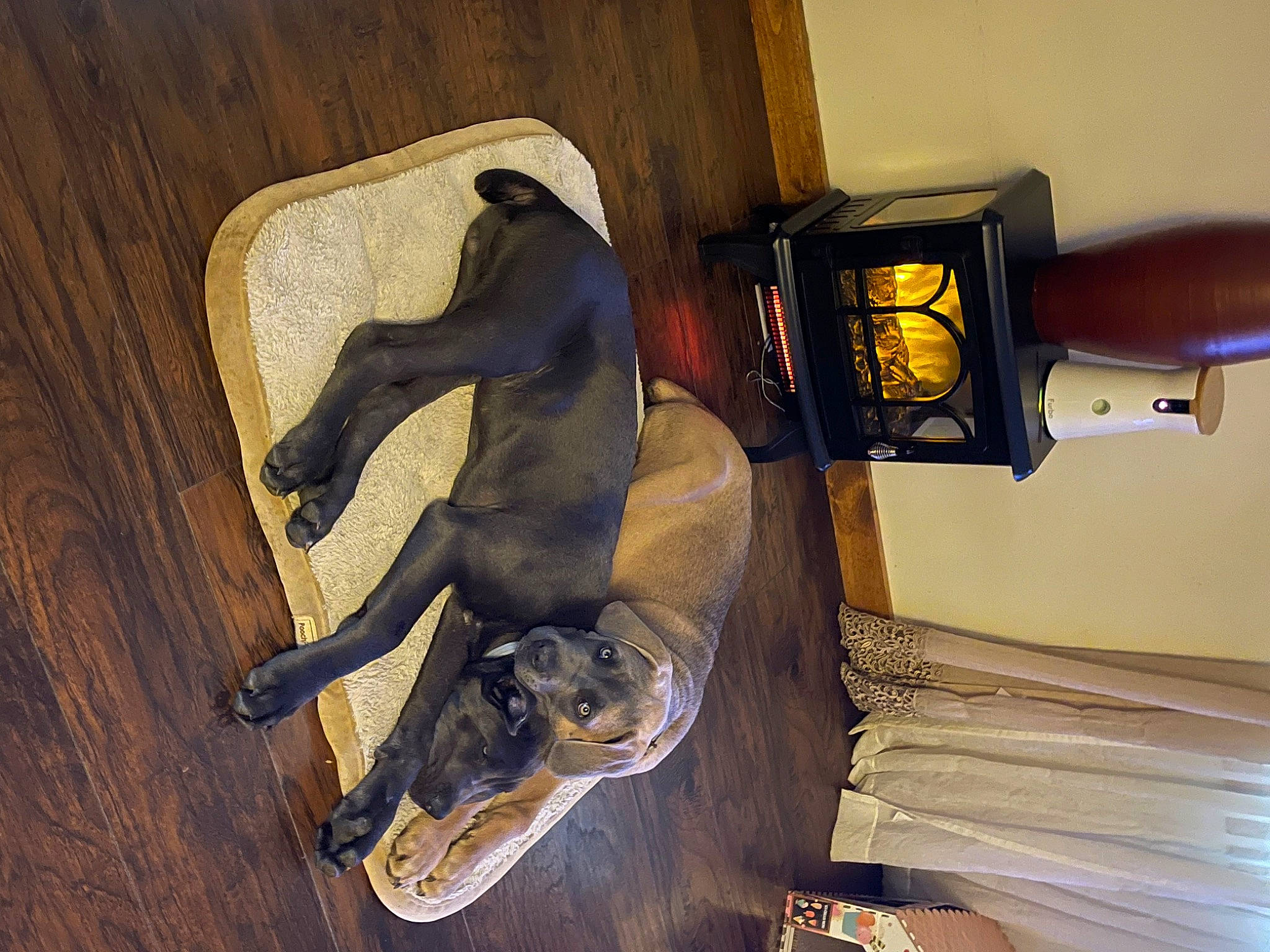 Khan And Hank joined the competition — help win amazing prizes! art, automotive_lighting, bronze_sculpture, cross_training_shoe, elbow, flooring, hardwood, human_leg, knee, machine, metal, outdoor_shoe, room, sculpture, statue, visual_arts, wood, wood_flooring, wood_stain, working_animal