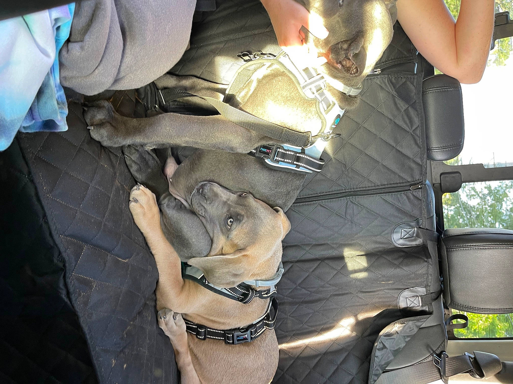 Khan And Hank is registered to the contest to win money with this photo: adventure, auto_part, automotive_exterior, automotive_wheel_system, automotive_window_part, carnivore, collar, dog, dog_breed, dog_collar, eyewear, gesture, human_leg, knee, leash, motor_vehicle, thigh, tree, vehicle_door, working_animal