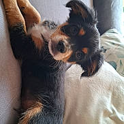 Cooper participe au concours pour gagner de l'argent avec cette photo : animal, black_fur, brown_fur, canine, couch, cute, dog, domestic_animal, ears, face, friendly, fur, indoors, laying, nose, pet, puppy, relaxed, whiskers, young