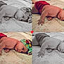 baby, infant, headband, red_shorts, quilted_blanket, lying_down, collage, grid_layout, color_photo, black_and_white, heart_icon, cute, child, portrait, skin, hand, face, young_child, indoors, soft_texture