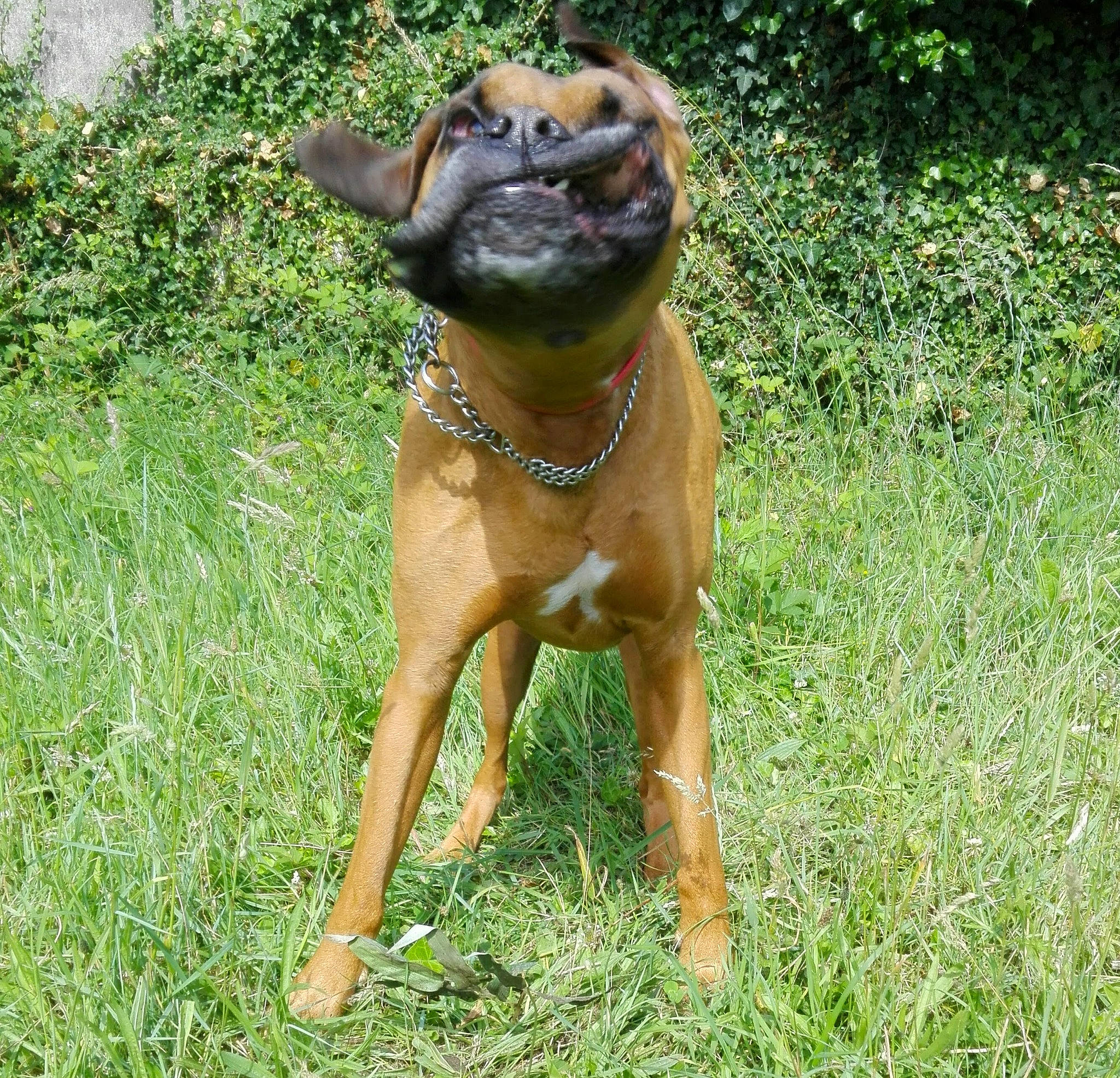 Gamin participe au concours pour gagner de l'argent avec cette photo : art, canidae, carnivore, collar, companion_dog, dog, dog_breed, dog_collar, fawn, grass, grassland, liver, pet_supply, plant, snout, sporting_group, terrestrial_animal, toy_dog, working_animal, working_dog