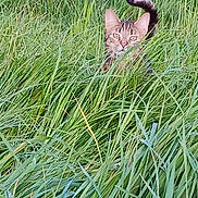 Minettes a rejoint le concours — aidez-le/la à gagner de superbes lots ! animal, cat, countryside, field, grass, grassland, green, herbal, herbs, kitten, lawn, manx, meadow, nature, outdoors, pet, plant, reed, rural, vegetation