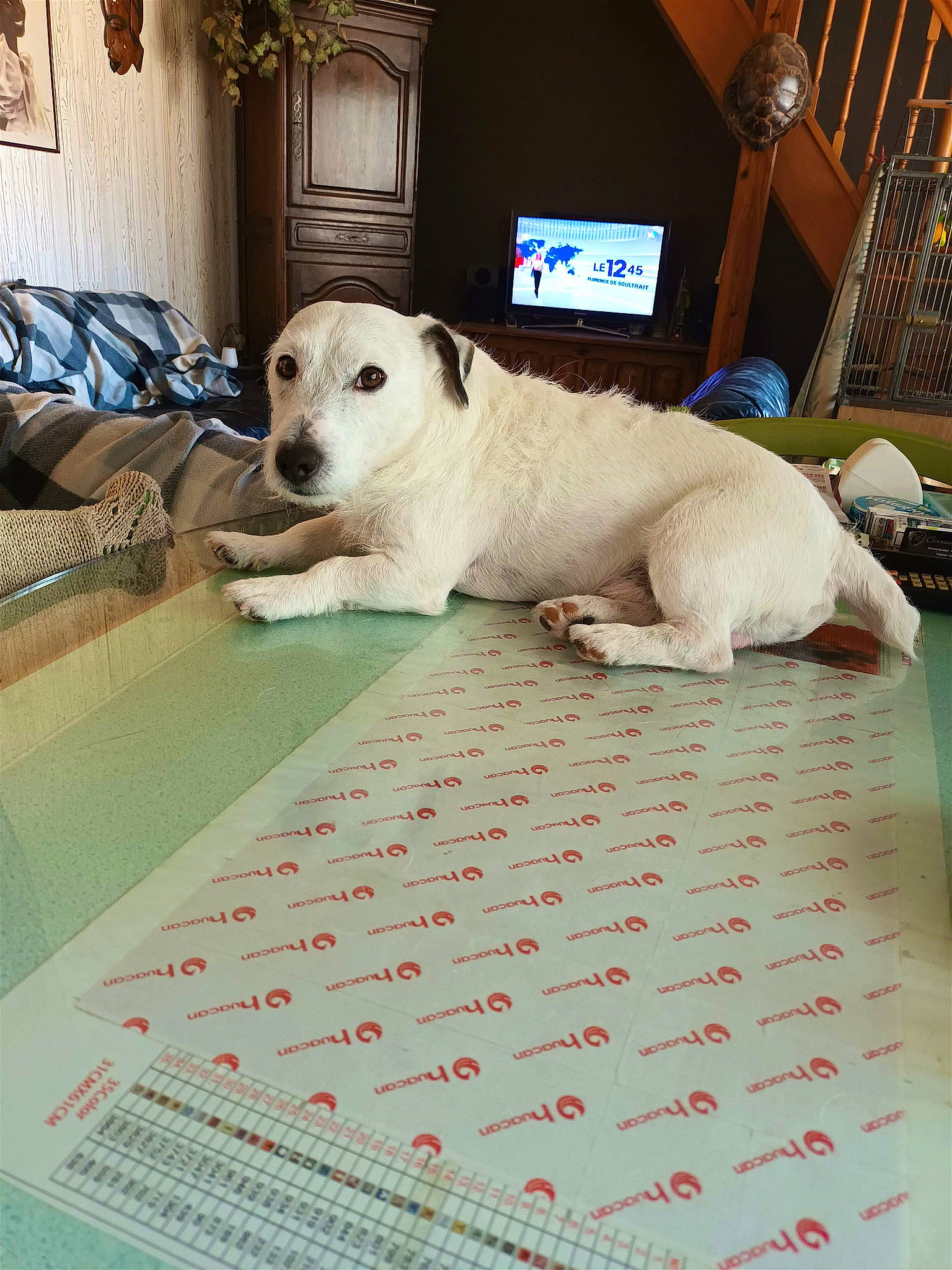 Phylou a rejoint le concours — aidez-le/la à gagner de superbes lots ! canidae, carnivore, comfort, companion_dog, couch, dog, dog_breed, fawn, floor, flooring, font, handwriting, houseplant, linens, rectangle, room, snout, sporting_group, tail, working_animal