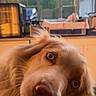 dog, fluffy, long_hair, brown_fur, golden_fur, close_up, portrait, curious, wide_eyes, large_nose, floppy_ears, pet, indoors, home, window, warm_lighting, wooden_floor, radiator, playful, photography