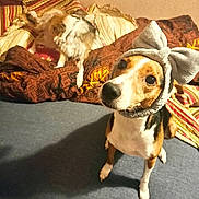 Mobydick participe au concours pour gagner de l'argent avec cette photo : dog, pet, headband, bow, bed, blanket, striped, scratching, fur, indoor, floor, curious, cute, animal, canine, companion, couch, brown, white, black