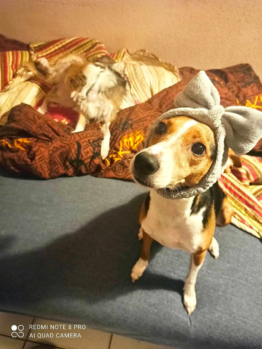 Mobydick participe au concours pour gagner de l'argent avec cette photo : dog, pet, headband, bow, bed, blanket, striped, scratching, fur, indoor, floor, curious, cute, animal, canine, companion, couch, brown, white, black