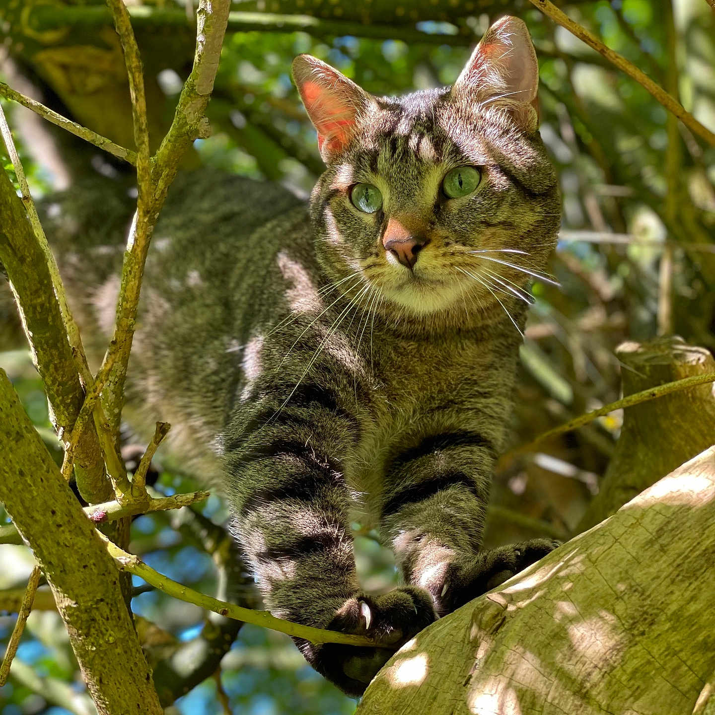 Pirate participe au concours pour gagner de l'argent avec cette photo : abyssinian, angora, animal, cat, den, ivy, jungle, kitten, land, leaf, manx, nature, ocelot, outdoors, pet, plant, rainforest, tree, treetrunk, vegetation