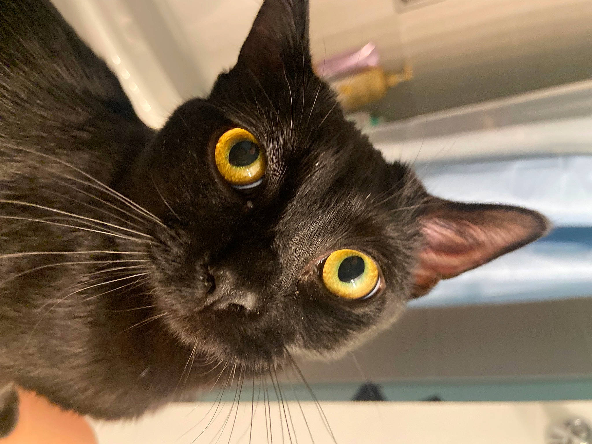 Nana is registered to the contest to win money with this photo: black_cat, bombay, carnivore, cat, claw, domestic_short_haired_cat, ear, eye, felidae, fur, havana_brown, head, small_to_medium_sized_cats, snout, whiskers