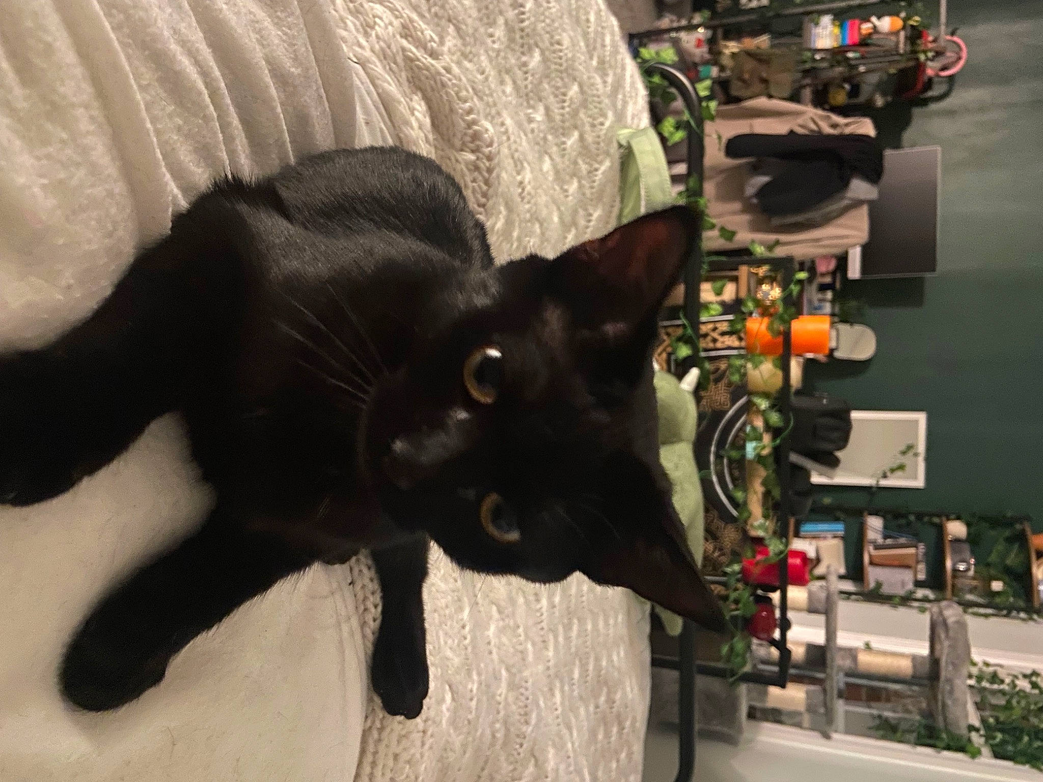 Nana joined the competition — help win amazing prizes! art, bombay, canidae, carnivore, cat, comfort, dog_breed, domestic_short_haired_cat, felidae, fur, plant, sculpture, small_to_medium_sized_cats, snout, sporting_group, tail, terrestrial_animal, tree, whiskers