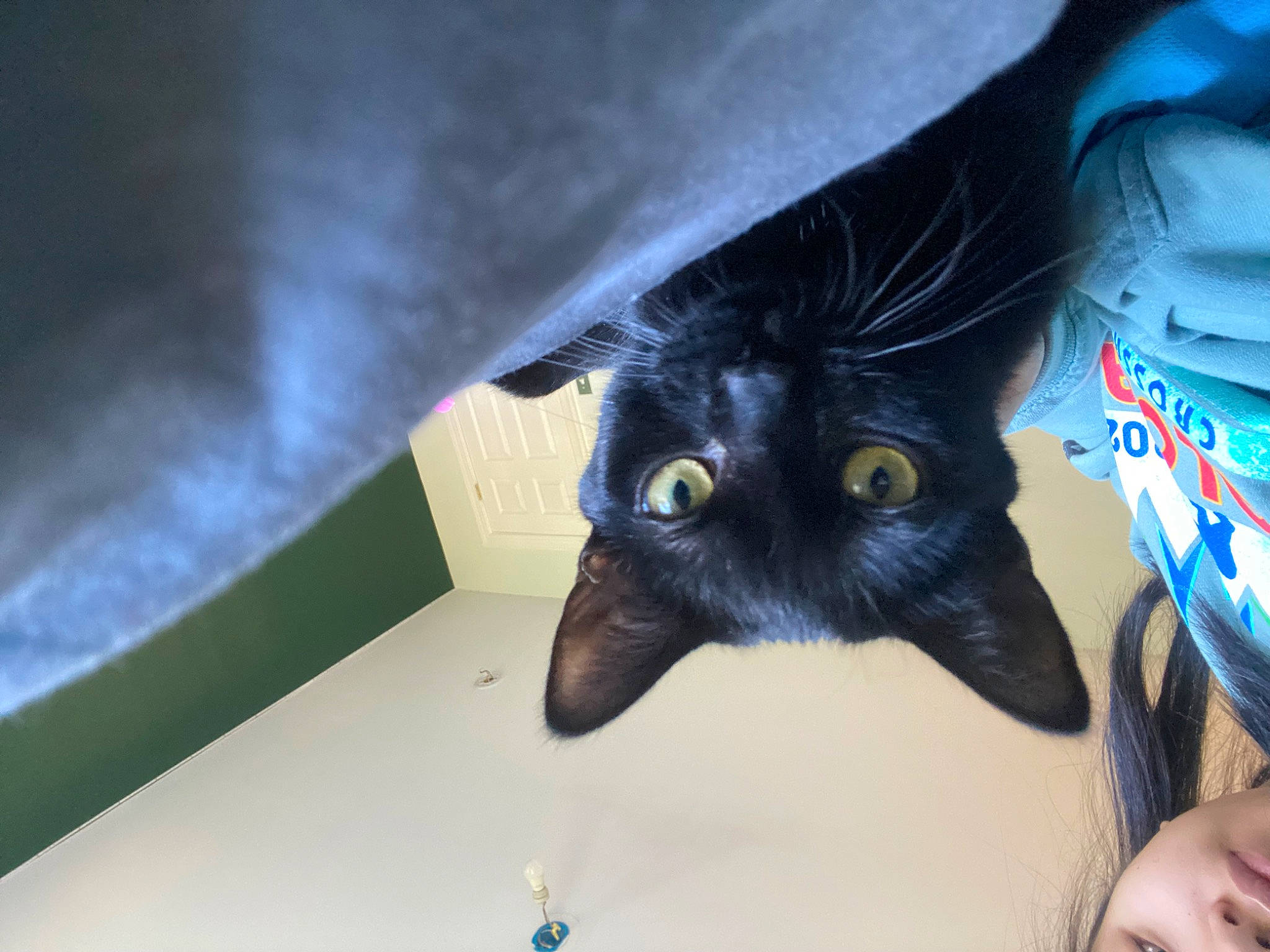 Nana is registered to the contest to win money with this photo: black_cat, bombay, carnivore, cat, claw, comfort, domestic_short_haired_cat, ear, electric_blue, felidae, foot, fur, gesture, nail, paw, small_to_medium_sized_cats, snout, whiskers