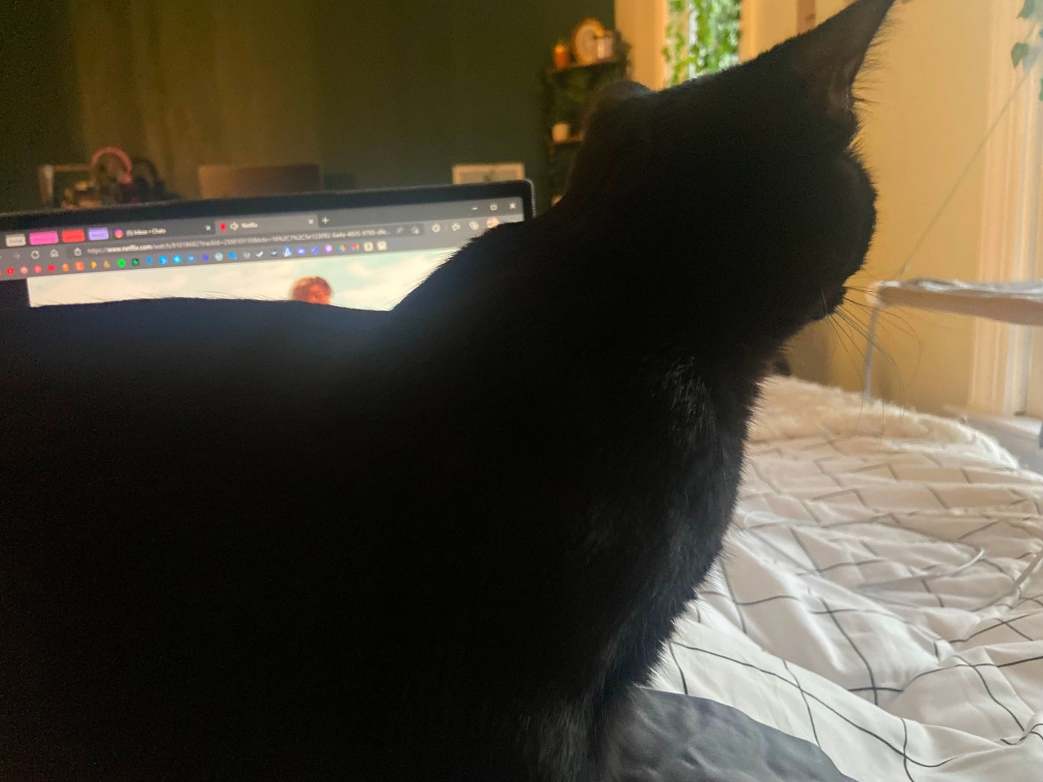 Nana joined the competition — help win amazing prizes! black_cat, bombay, carmine, carnivore, cat, comfort, display_device, domestic_short_haired_cat, felidae, flooring, fur, gadget, linens, netbook, paw, room, small_to_medium_sized_cats, tail, tints_and_shades, whiskers