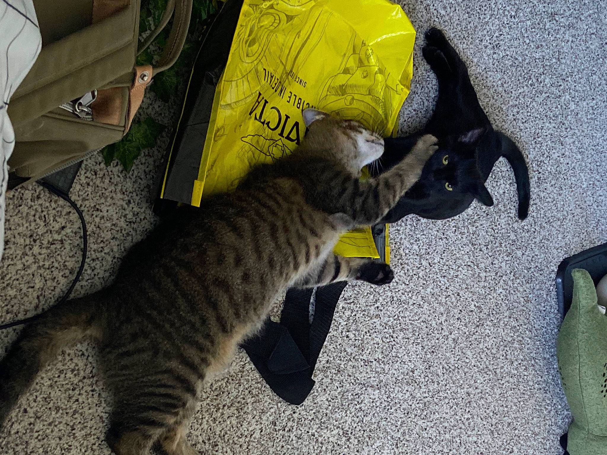 Aslan is registered to the contest to win money with this photo: bag, canidae, carnivore, cat, claw, comfort, domestic_short_haired_cat, felidae, fur, grass, grey, luggage_and_bags, small_to_medium_sized_cats, snout, sporting_group, tail, terrestrial_animal, whiskers, yellow