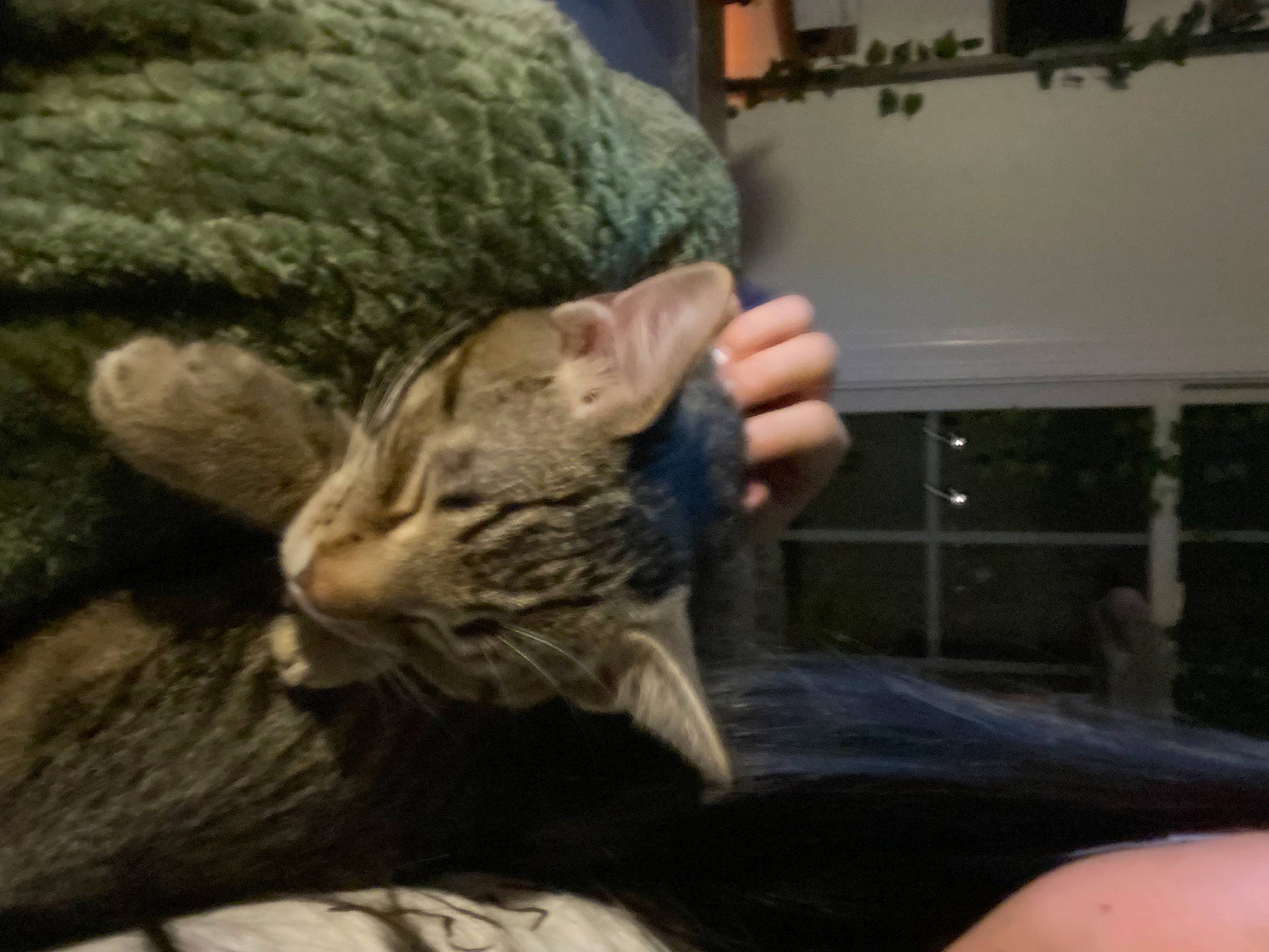 Aslan is registered to the contest to win money with this photo: bed, carnivore, cat, claw, comfort, domestic_short_haired_cat, ear, felidae, fur, gesture, nap, paw, sitting, small_to_medium_sized_cats, tail, thread, whiskers, wool