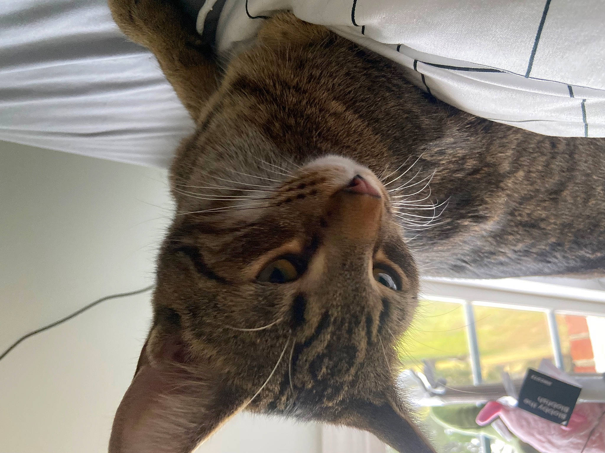 Aslan joined the competition — help win amazing prizes! carnivore, cat, claw, comfort, domestic_short_haired_cat, ear, fawn, felidae, fur, nap, paw, small_to_medium_sized_cats, snout, tail, terrestrial_animal, tree, whiskers, window, wrinkle