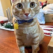Morris joined the competition — help win amazing prizes! cat, orange_tabby, bow_tie, pet, indoor, table, whiskers, curious, close_up, domestic_cat, feline, collar, tag, cute, animal, fur, portrait, household, mammal, tabby