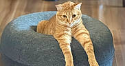 Morris joined the competition — help win amazing prizes! cat, orange_tabby, pet, indoor, feline, plush_bed, donut_shaped_bed, wooden_floor, stretching, relaxed, cozy, home, animal, cute, sleeping_spot, fur, whiskers, paws, domestic_cat, comfort