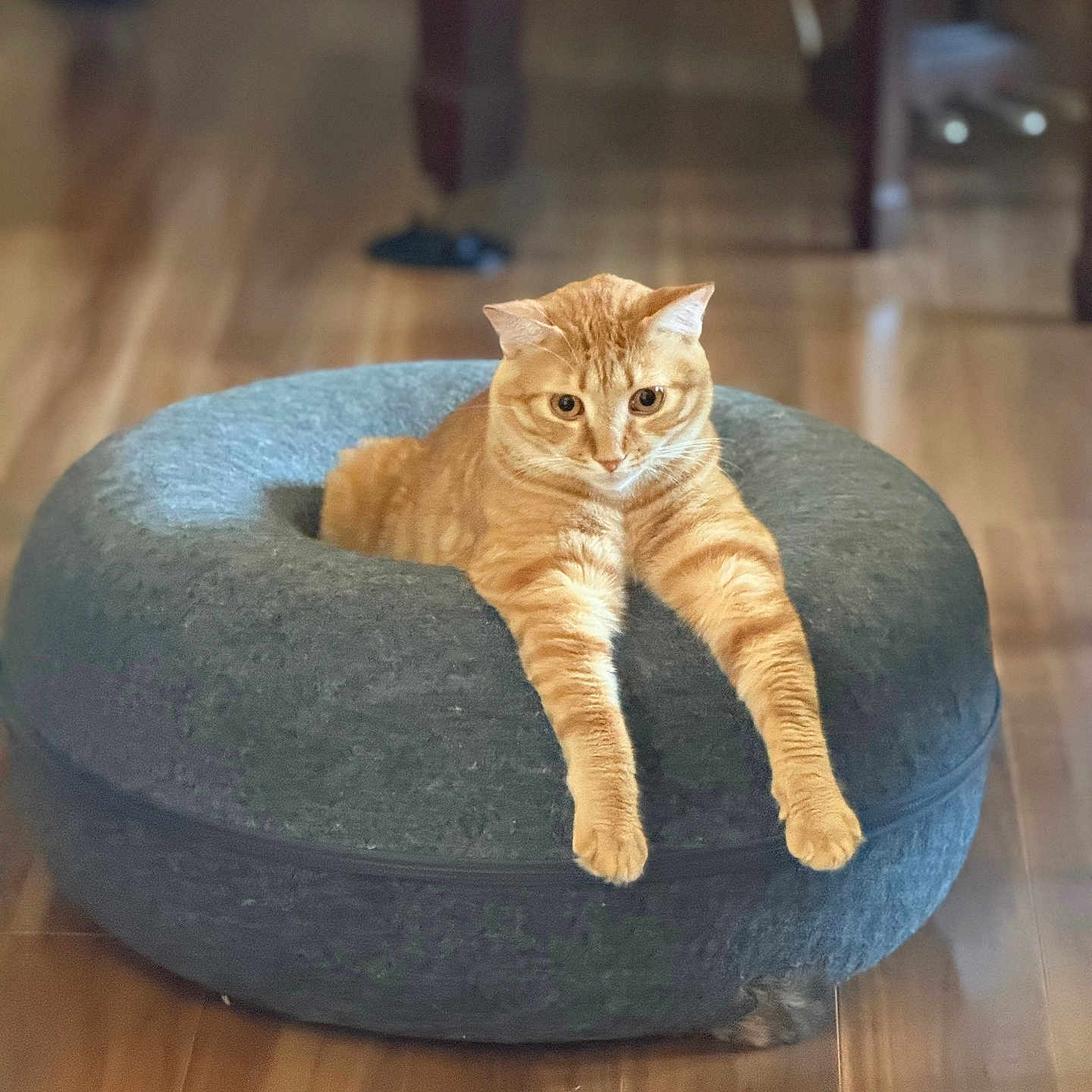 Morris joined the competition — help win amazing prizes! cat, orange_tabby, pet, indoor, feline, plush_bed, donut_shaped_bed, wooden_floor, stretching, relaxed, cozy, home, animal, cute, sleeping_spot, fur, whiskers, paws, domestic_cat, comfort