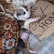 Rex joined the competition — help win amazing prizes! animal, bed, blanket, comfort, cozy, cute, fabric, floral_pattern, fur, home, indoors, paw, pet, pillow, pink_nose, puppy, relaxation, rest, sleeping, snuggling