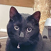 Oscar is registered to the contest to win money with this photo: cat, black_cat, close_up, indoor, pet, feline, whiskers, collar, bell, scratching_post, floor, wooden_floor, curious, eyes, animal, domestic_cat, fur, alert, face, ears