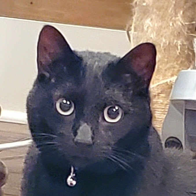 Oscar is registered to the contest to win money with this photo: alert, animal, bell, black_cat, cat, close_up, collar, curious, domestic_cat, ears, eyes, face, feline, floor, fur, indoor, pet, scratching_post, whiskers, wooden_floor