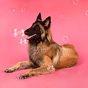 Volt a rejoint le concours — aidez-le/la à gagner de superbes lots ! animal, belgian_tervuren, bubble, canine, colorful, cute, dog, domestic_animal, ears_up, fluffy, fur, happy, isolated, laying_down, pet, pink_background, playful, portrait, smiling, studio_shot