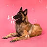 animal, belgian_tervuren, bubble, canine, colorful, cute, dog, domestic_animal, ears_up, fluffy, fur, happy, isolated, laying_down, pet, pink_background, playful, portrait, smiling, studio_shot