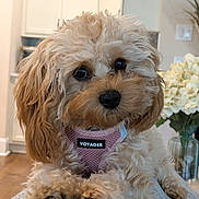 Lucy is registered to the contest to win money with this photo: dog, fluffy, puppy, pet, indoor, cute, harness, pink, fur, closeup, canine, relaxed, home, blanket, flowers, vase, wood_floor, soft_light, face, portrait