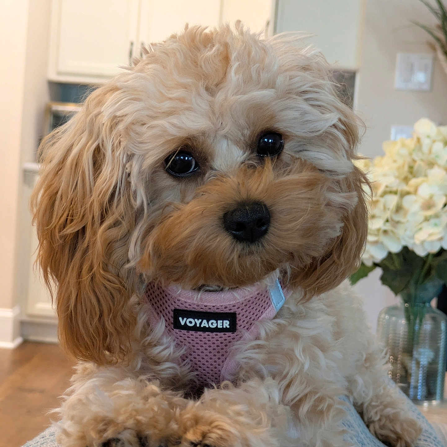 Lucy is registered to the contest to win money with this photo: blanket, canine, closeup, cute, dog, face, flowers, fluffy, fur, harness, home, indoor, pet, pink, portrait, puppy, relaxed, soft_light, vase, wood_floor