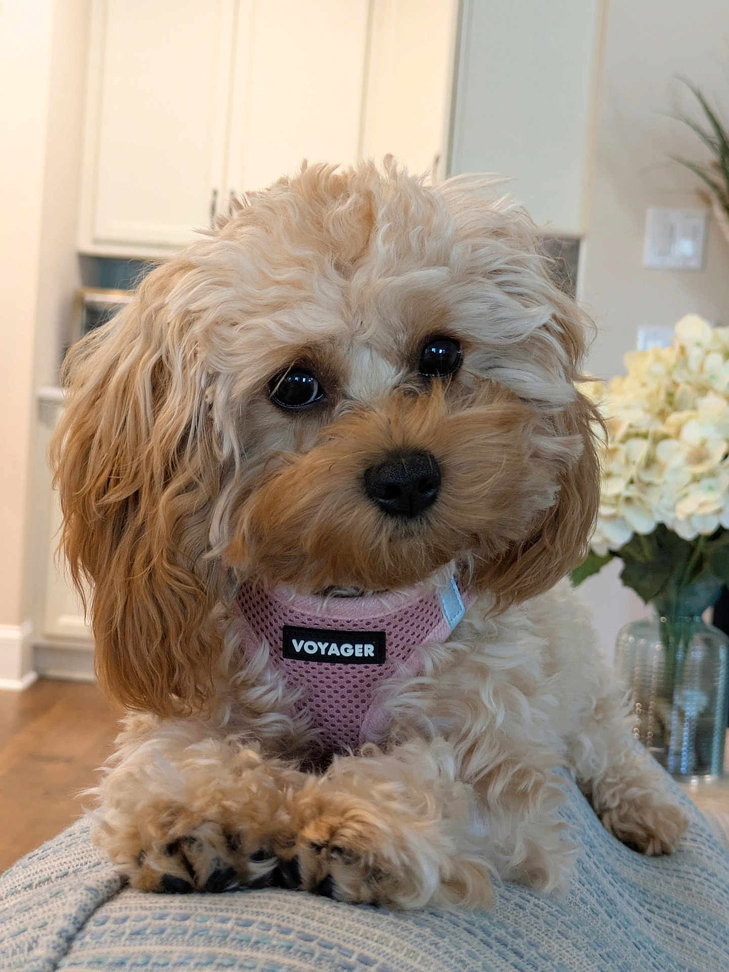 Lucy is registered to the contest to win money with this photo: dog, fluffy, puppy, pet, indoor, cute, harness, pink, fur, closeup, canine, relaxed, home, blanket, flowers, vase, wood_floor, soft_light, face, portrait