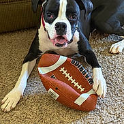 Molly joined the competition — help win amazing prizes! animal, black_and_white, canine, carpet, companion, cute, dog, football, fun, home, indoor, lying_down, mammal, paw, pet, pet_accessory, playful, relaxed, sport, toy