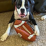 animal, black_and_white, canine, carpet, companion, cute, dog, football, fun, home, indoor, lying_down, mammal, paw, pet, pet_accessory, playful, relaxed, sport, toy
