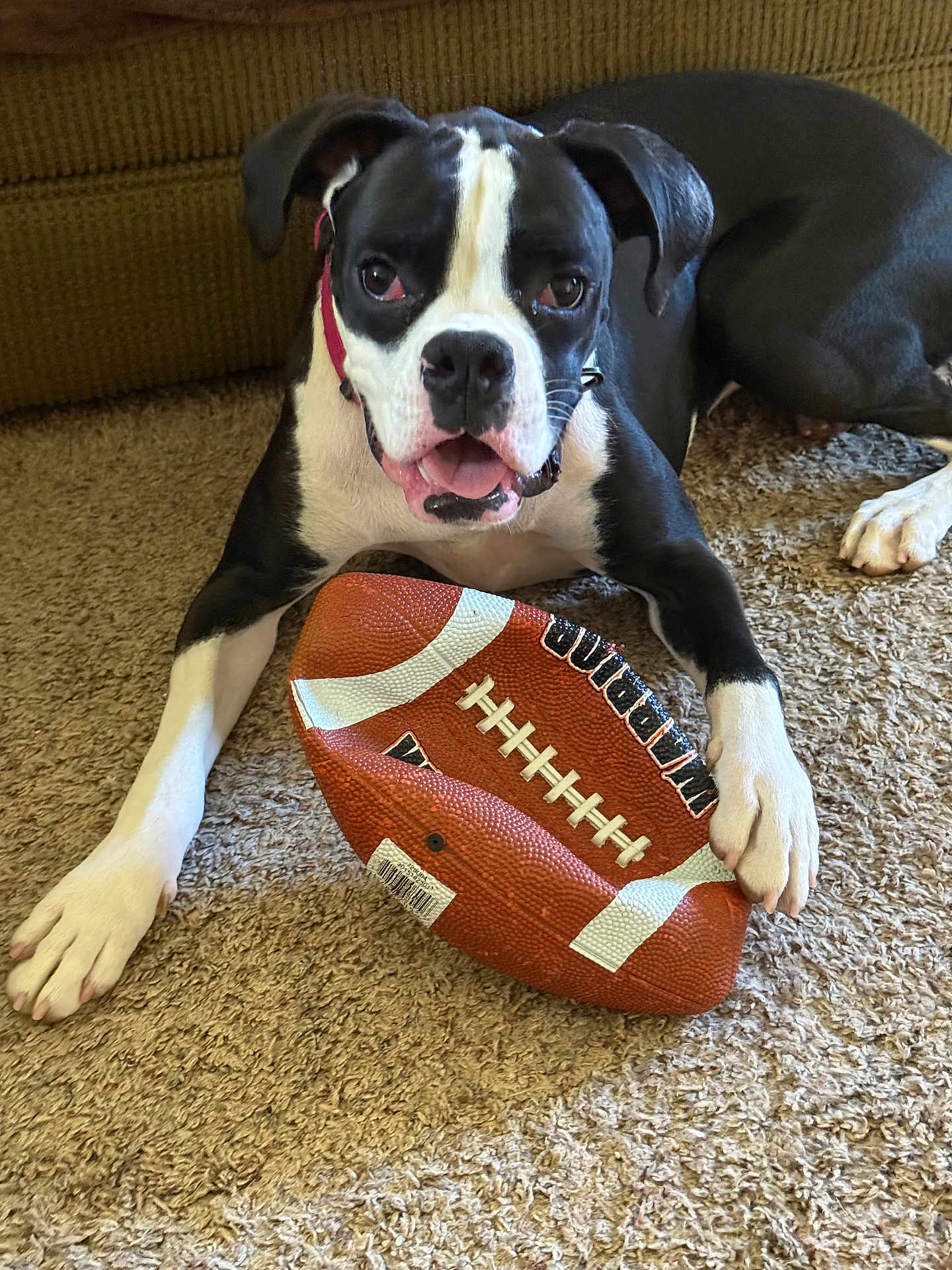 Molly joined the competition — help win amazing prizes! animal, black_and_white, canine, carpet, companion, cute, dog, football, fun, home, indoor, lying_down, mammal, paw, pet, pet_accessory, playful, relaxed, sport, toy