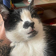 Ham joined the competition — help win amazing prizes! cat, black_and_white, close_up, pet, whiskers, collar, tattoo, hand, indoor, feline, relaxed, tongue_out, fur, portrait, animal, cute, sleepy, domestic, face, soft_light