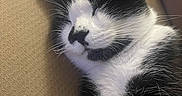 Ham joined the competition — help win amazing prizes! cat, black_and_white, sleeping, close_up, whiskers, fur, pet, domestic_animal, relaxed, resting, indoor, cozy, cute, animal, mammal, feline, face, nose, ear, texture