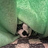 cat, black_and_white, blanket, cozy, peeking, curious, indoor, carpet, patterned, close_up, fur, pet, animal, hiding, soft_texture, cute, whiskers, eye, nose, resting