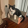 cat, black_and_white, sitting, cardboard_scratch_pad, scratching_post, wooden_floor, indoor, pet, collar, relaxed, feline, home, furniture, animal, cute, resting, domestic, floor, toy, cozy