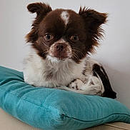 Eden participe au concours pour gagner de l'argent avec cette photo : animal, brown_and_white, canine, close_up, comfortable, cute, dog, domestic, ears_up, fluffy, fur, indoor, looking_at_camera, pet, pillow, relaxed, resting, small_dog, turquoise, white_wall